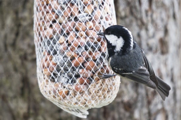 Fir tit (Periparus ater) at the feeder, North Rhine-Westphalia, Germany