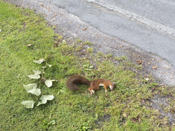 Squirrel (Sciurus vulgaris) dead squirrel on the roadside, North Rhine-Westphalia, Germany