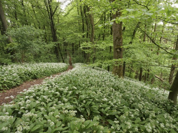 Flowering wild garlic (Allium ursinum), Teutoburg Forest, North Rhine-Westphalia, Germany