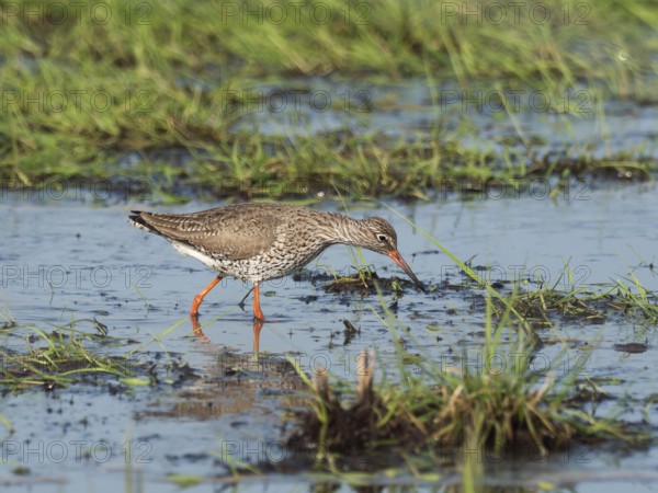 Redshank (Tringa totanus) foraging, North Rhine-Westphalia, Germany