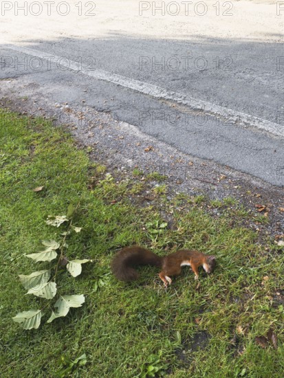 Squirrel (Sciurus vulgaris) dead squirrel on the roadside, North Rhine-Westphalia, Germany