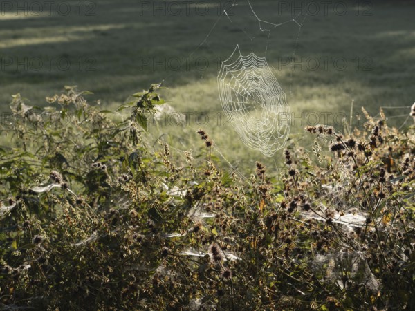 Spider web in morning dew, North Rhine-Westphalia, Germany