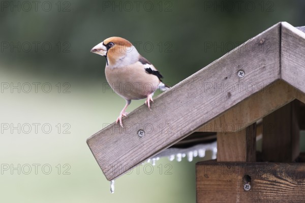 Hawfinch (Coccothraustes coccothraustes) looking for food at a feeder, North Rhine-Westphalia, Germany