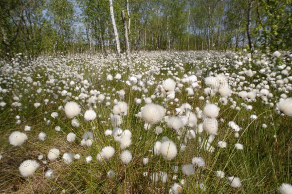 Cotton grass (Eriophorum vaginatum) in a moor, Lower Saxony, Germany