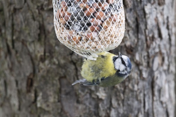 Blue tit (Cyanistes caeruleus), at the feeder, North Rhine-Westphalia, Germany
