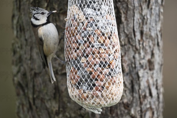 Crested Tit (Parus Scalloped ribbonfish), at the feeder, North Rhine-Westphalia, Germany