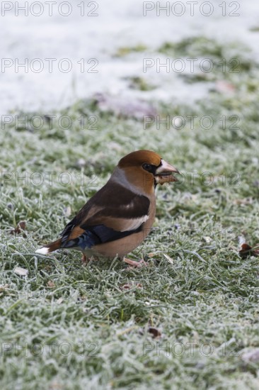 Hawfinch (Coccothraustes coccothraustes) searching for food in winter, North Rhine-Westphalia, Germany