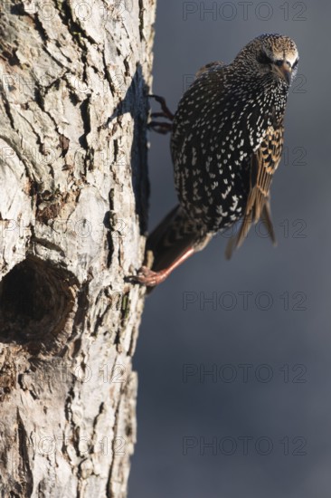 Starling (Sturnus vulgaris) at the breeding cavity in a fruit tree, North Rhine-Westphalia, Germany
