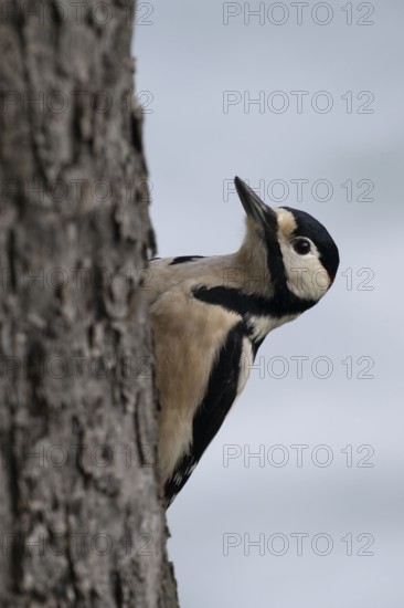 Great spotted woodpecker (Dendrocopos major), on the trunk of a fruit tree, North Rhine-Westphalia, Germany