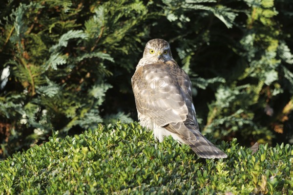 Sparrowhawk (Accipiter nisus), young bird in garden, North Rhine-Westphalia, Germany