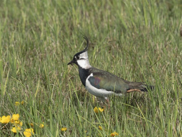 Lapwing (Vanellus vanellus) foraging in a meadow, North Rhine-Westphalia, Germany
