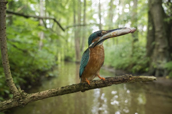 Kingfisher (Alcedo atthis) on a perch by a stream with a fish it has just caught, North Rhine-Westphalia, Germany