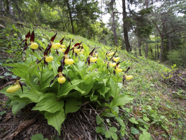 Group Yellow lady's slipper orchid (Cypripedium calceolus), Teutoburg Forest, North Rhine-Westphalia, Germany