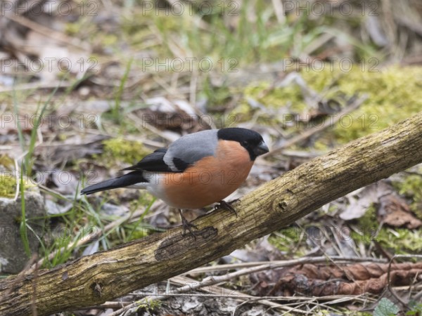 Bullfinch or bullfinch (Pyrrhula pyrrhula), male on a branch, North Rhine-Westphalia, Germany