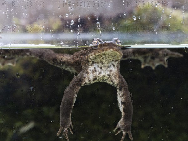 Toad (Bufo bufo) in a water basin, North Rhine-Westphalia, Germany