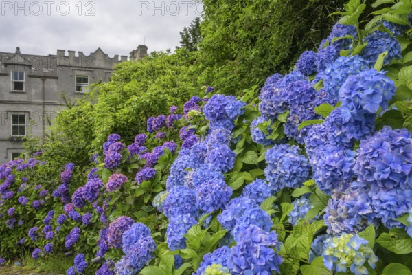 Hydrangeas at Ballynahinch castle (hotel), Bencorr, County Galway, Ireland