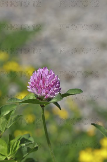 Meadow clover, red clover (Trifolium pratense), flower in a meadow, medicinal herb, Wilnsdorf, North Rhine-Westphalia, Germany