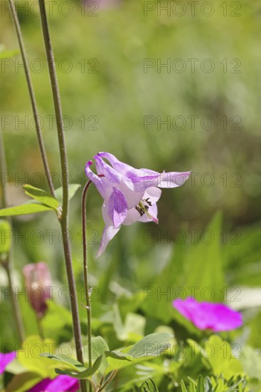 Columbine (Aquilegia vulgaris), pink flower at the edge of a forest, in spring, Wilnsdorf, North Rhine-Westphalia, Germany