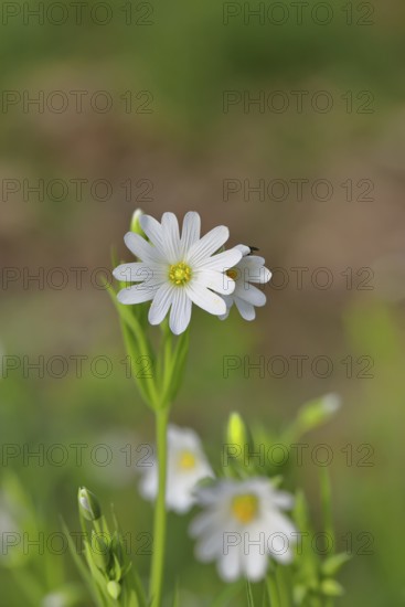 Greater stitchwort (Stella holostea), flowering in the forest, close-up, spring, Wilnsdorf, North Rhine-Westphalia, Germany
