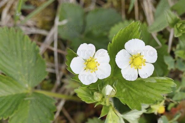Wild strawberry (Fragaria vesca), in bloom, wild strawberry flower, two open white flowers next to each other between green leaves, close-up, spring, Wilnsdorf, North Rhine-Westphalia, Germany