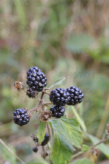 Blackberries (Rubus fruticosus), ripe fruit on a bush in a forest, Wilnsdorf, North Rhine-Westphalia, Germany