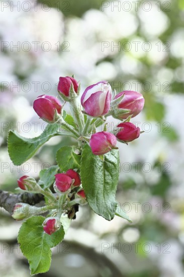 Apple blossoms (Malus), red still closed blossoms, bokeh in the background, close-up, Wilnsdorf, North Rhine. Westphalia, Germany
