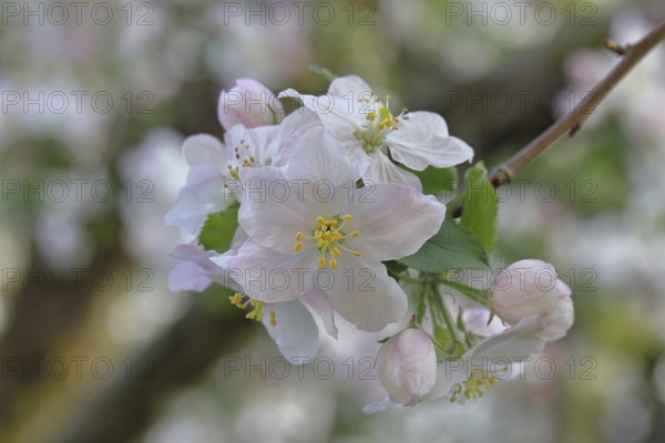 Apple blossoms (Malus), white blossoms with bokeh in the background, close-up, spring, Wilnsdorf, North Rhine. Westphalia, Germany