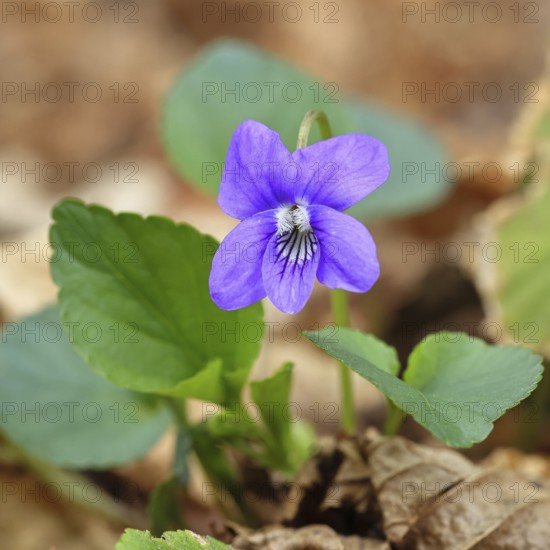 Grove violet (Viola riviniana), flower, in a beech forest, spring, Wilnsdorf, North Rhine-Westphalia, Germany