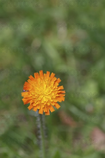 Orange hawkweed, orange-red hawkweed (Hieracium aurantiacum), flower on a rough meadow, Wilnsdorf, North Rhine-Westphalia, Germany