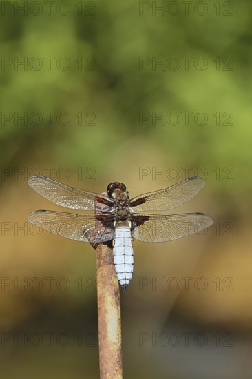 Flat-bellied dragonfly (Libellula depressa), family of damselflies (Libellulidae), male sitting on a fence top in the garden, close-up, Wilnsdorf, North Rhine-Westphalia, Germany