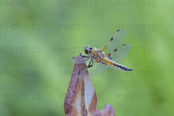Four-spot (Libellula quadrimaculata), family of dragonflies (Libellulidae), male sitting on a fence top in the garden, close-up, Wilnsdorf, North Rhine-Westphalia, Germany