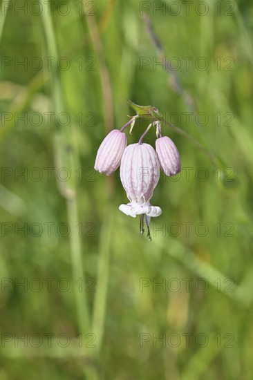 Pigeon's bedstraw or common bedstraw (Silene vulgaris), flower, Wilnsdorf, North Rhine-Westphalia, Germany, North Rhine-Westphalia, Germany
