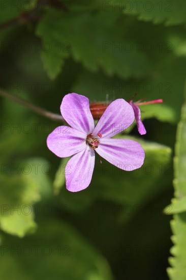 Stinking cranesbill (Geranium robertianum), herb Robert, Ruprechtskraut (Geranium robertianum), flowers in spring, Wilnsdorf, North Rhine-Westphalia, Germany