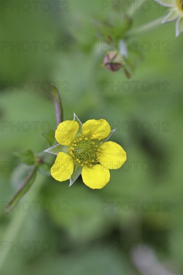 Wood avens (Geum urbanum), Benediktenwurzel, Buschnelkenwurzel, Heil aller Welt, Mannskraftwurzel, MÃ¤rzwurz, Mauernelkenwurzel, Nagelwurzel, Nardenwurzel, Weinwurzel, BlÃ¼te an einem Waldweg, Heilkraut, Nahaufnahme, Wilnsdorf, North Rhine-Westphalia, Germany