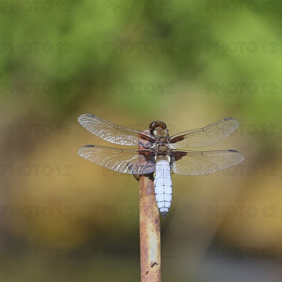 Flat-bellied dragonfly (Libellula depressa), family of damselflies (Libellulidae), male sitting on a fence top in the garden, close-up, Wilnsdorf, North Rhine-Westphalia, Germany
