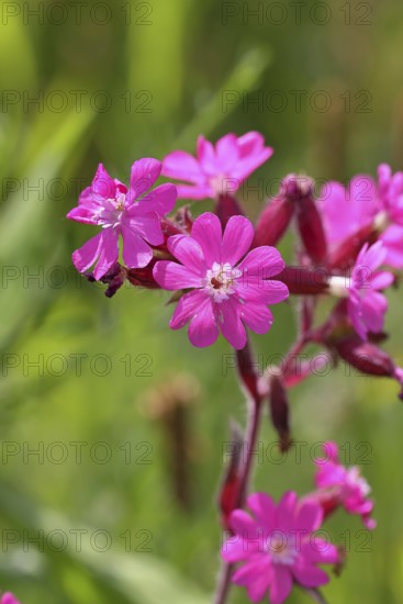 Red campion (Silene dioica), close-up of a flower in a meadow, Wilnsdorf, North Rhine-Westphalia, Germany