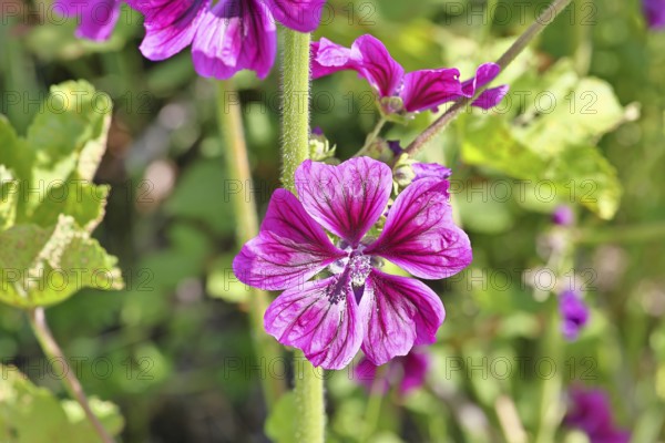 Common mallow (Malva sylvestris), flower in a meadow, medicinal plant, aromatic plant, medicinal use, Wilnsdorf, North Rhine-Westphalia, Germany