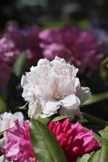 Rhododendron flowers (Rhododendron Homer), white flowers, in a garden, Wilnsdorf, North Rhine-Westphalia, Germany