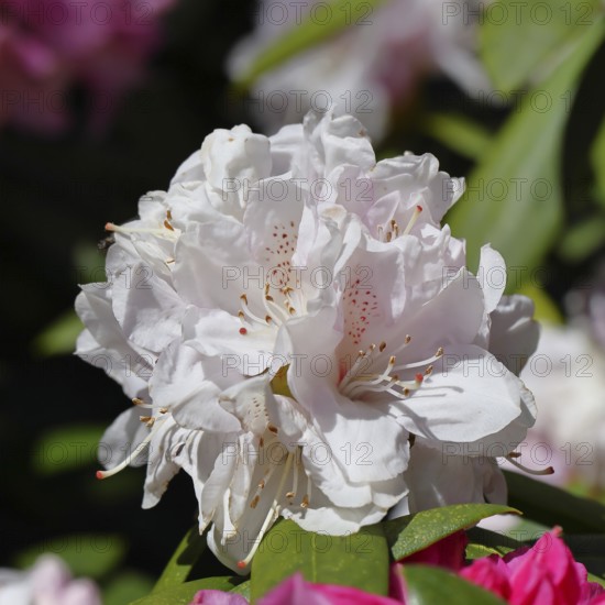 Rhododendron flowers (Rhododendron Homer), white flowers, in a garden, Wilnsdorf, North Rhine-Westphalia, Germany
