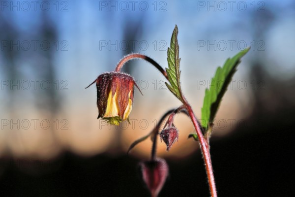 Brooklime (Geum rivale), flowering in the evening light, Peene Valley nature park Park, Mecklenburg-Western Pomerania, Germany