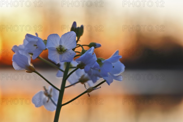 Meadow foamwort (Cardamine pratensis), flowers in front of a water surface at dawn, Peene Valley nature park Park, Mecklenburg-Western Pomerania, Germany