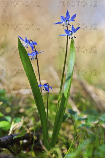 Siberian squill (Scilla siberica), backlit flower, Peene Valley nature park Park, Mecklenburg-Western Pomerania, Germany