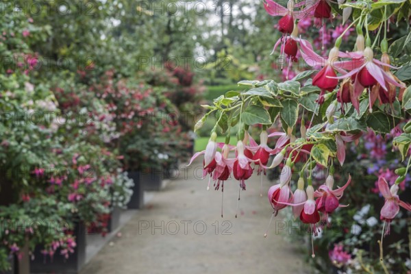 Fuchsienschau Kreislehrgarten, Burgsteinfurt, Steinfurt, MÃ¼nsterland, North Rhine-Westphalia, Germany