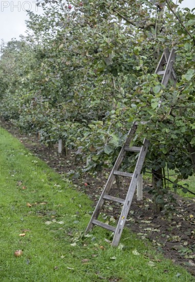 Ladder on a harvested apple tree, North Rhine-Westphalia, Germany