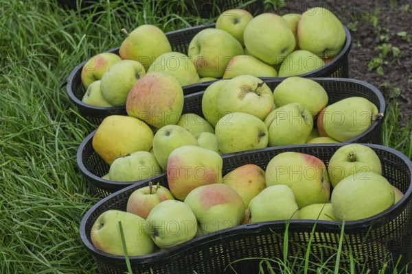 Apple harvest, freshly picked apples, Kreislehrgarten, Burgsteinfurt, Steinfurt, MÃ¼nsterland, North Rhine-Westphalia, Germany