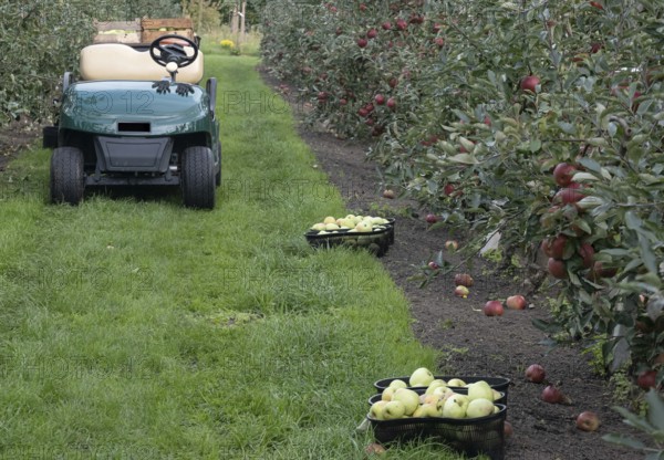Apfelernte Kreislehrgarten, Burgsteinfurt, MÃ¼nsterland, North Rhine-Westphalia, Germany