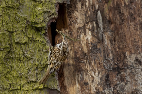 The woodcreeper (Certhia familiaris) uses tree bark, small twigs, fur remnants and feathers as nesting material, breeding site, Denmark