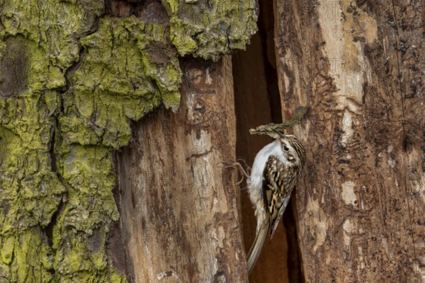 The woodcreeper pair (Certhia familiaris) tirelessly collects nesting material for nest building, breeding site, Denmark
