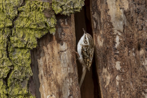 A woodcreeper (Certhia familiaris) has found a suitable breeding site in this tree trunk, Denmark