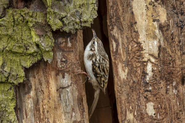 The woodcreeper (Certhia familiaris) pauses for a brief moment at the cave entrance, breeding site, Denmark